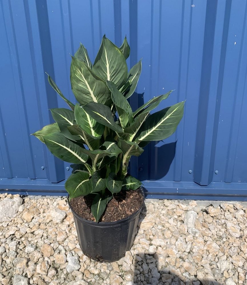 dieffenbachia-dumbcane