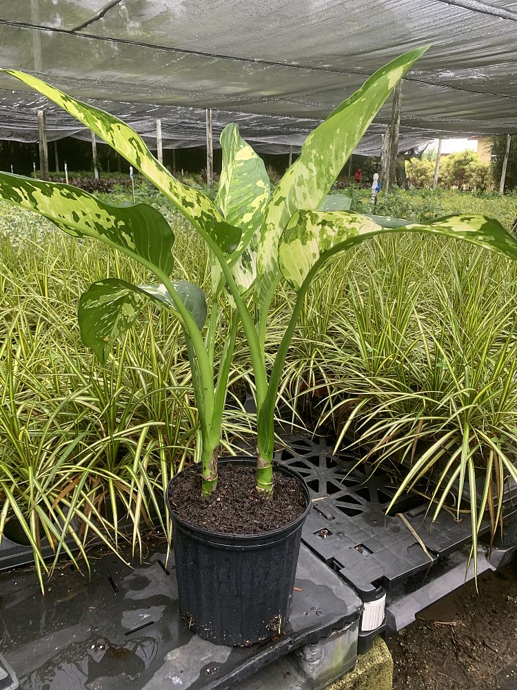 dieffenbachia-dumbcane