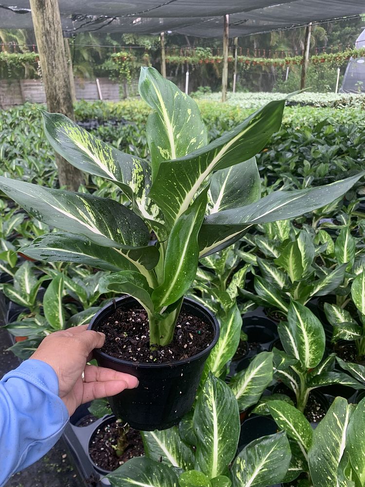dieffenbachia-dumbcane