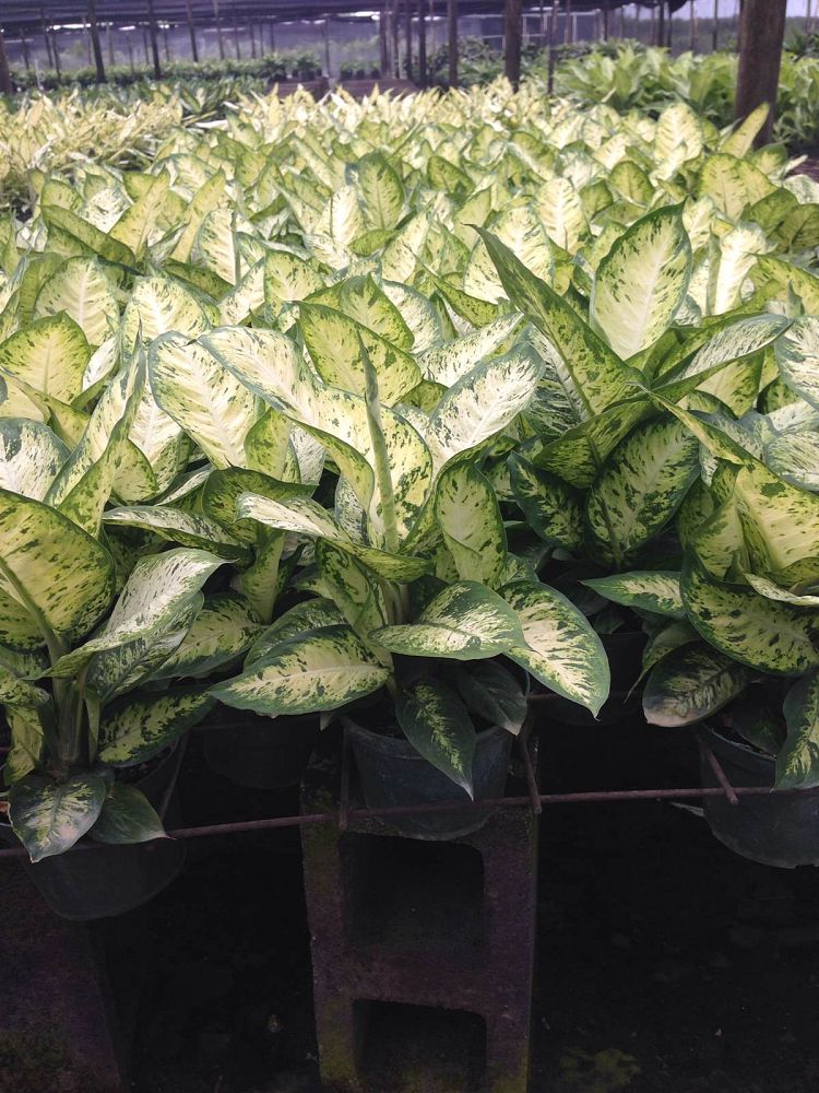 dieffenbachia-ely-dumbcane