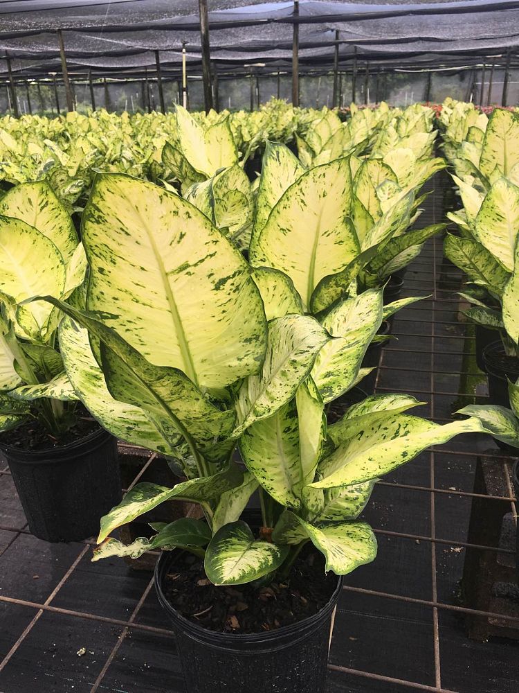 dieffenbachia-ely-dumbcane