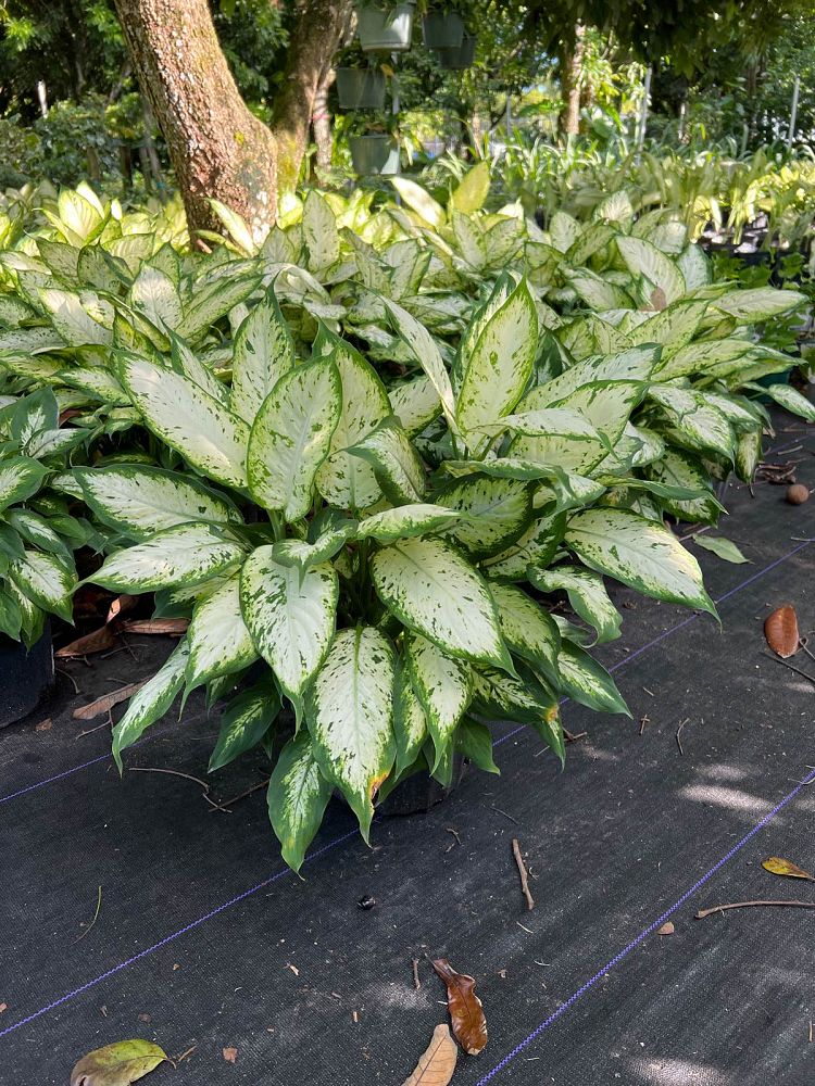 dieffenbachia-maculata-camille-spotted-dumbcane