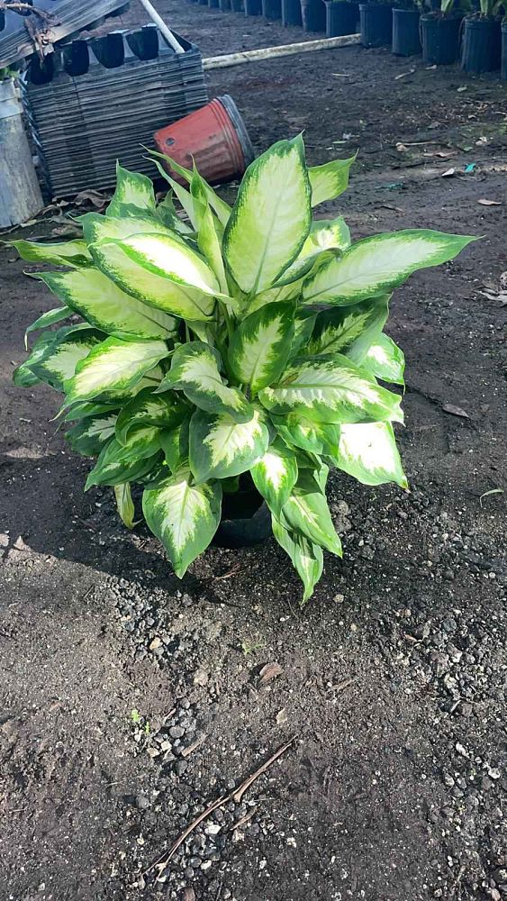 dieffenbachia-maculata-camille-spotted-dumbcane