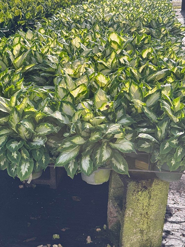 dieffenbachia-maculata-camille-spotted-dumbcane