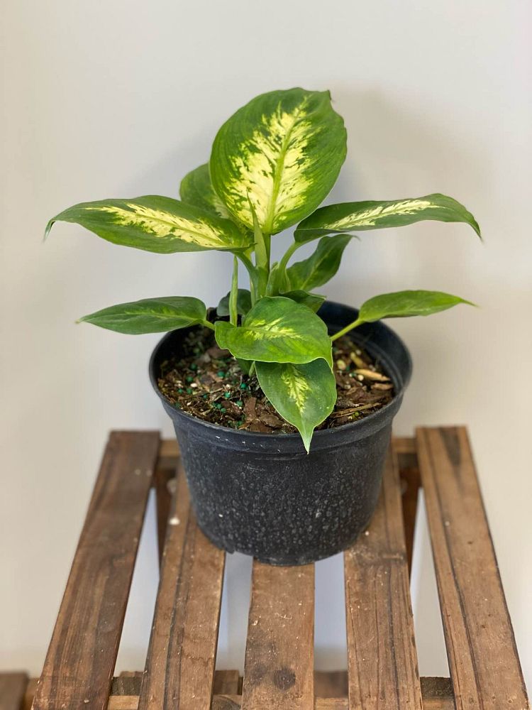 dieffenbachia-maculata-compacta-spotted-dumbcane