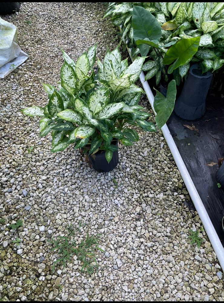 dieffenbachia-maculata-compacta-spotted-dumbcane
