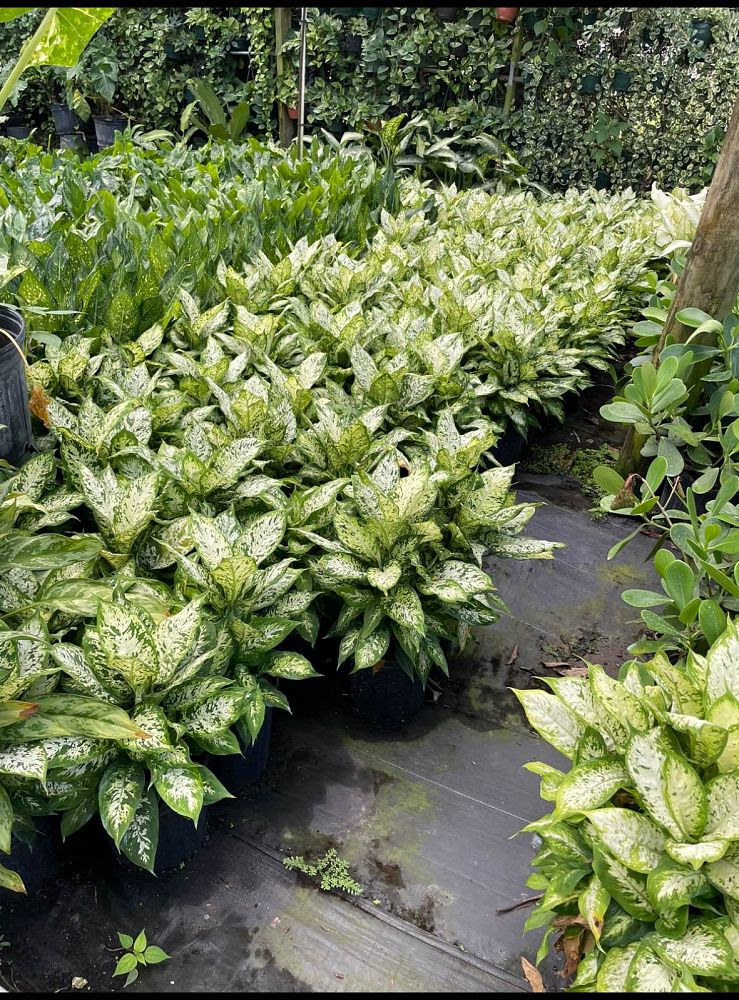 dieffenbachia-maculata-compacta-spotted-dumbcane