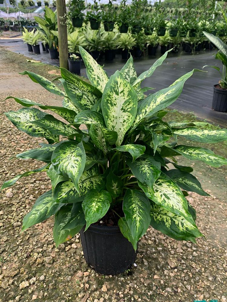 dieffenbachia-maculata-compacta-spotted-dumbcane