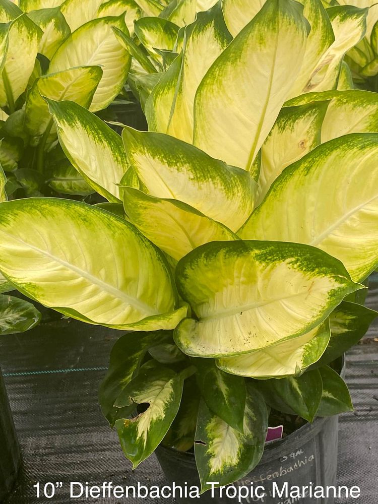 dieffenbachia-mariana-dumbcane