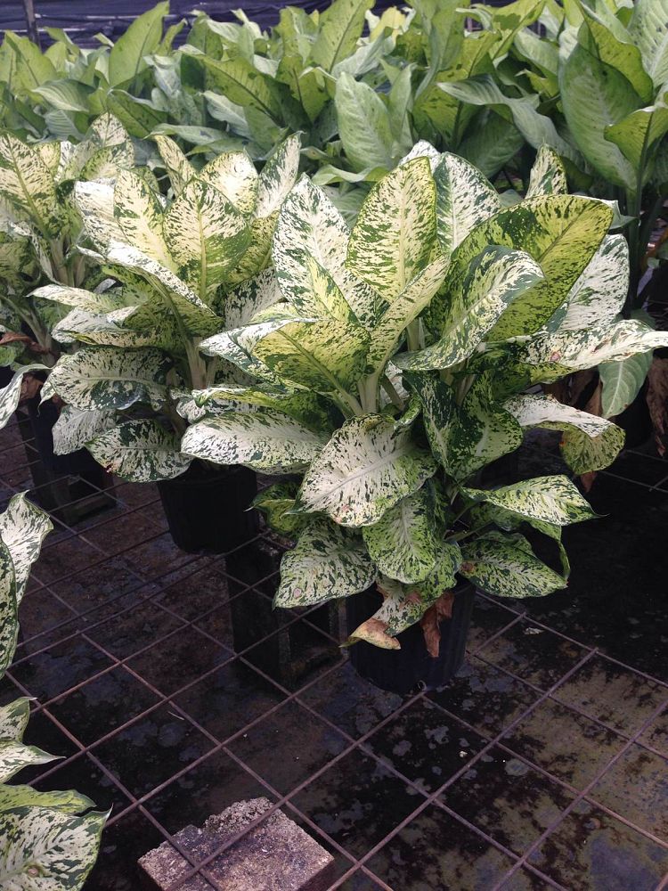 dieffenbachia-mary-dumbcane