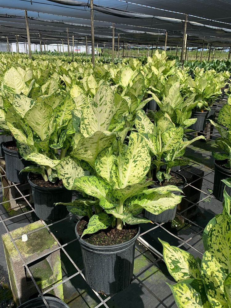dieffenbachia-mary-dumbcane