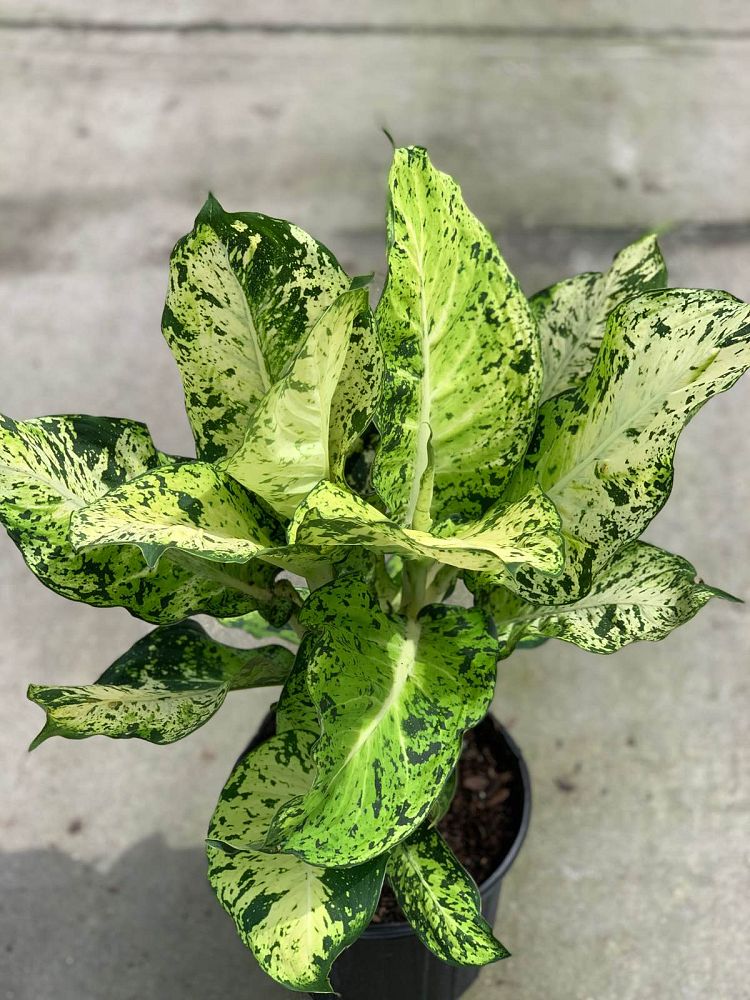 dieffenbachia-mary-dumbcane