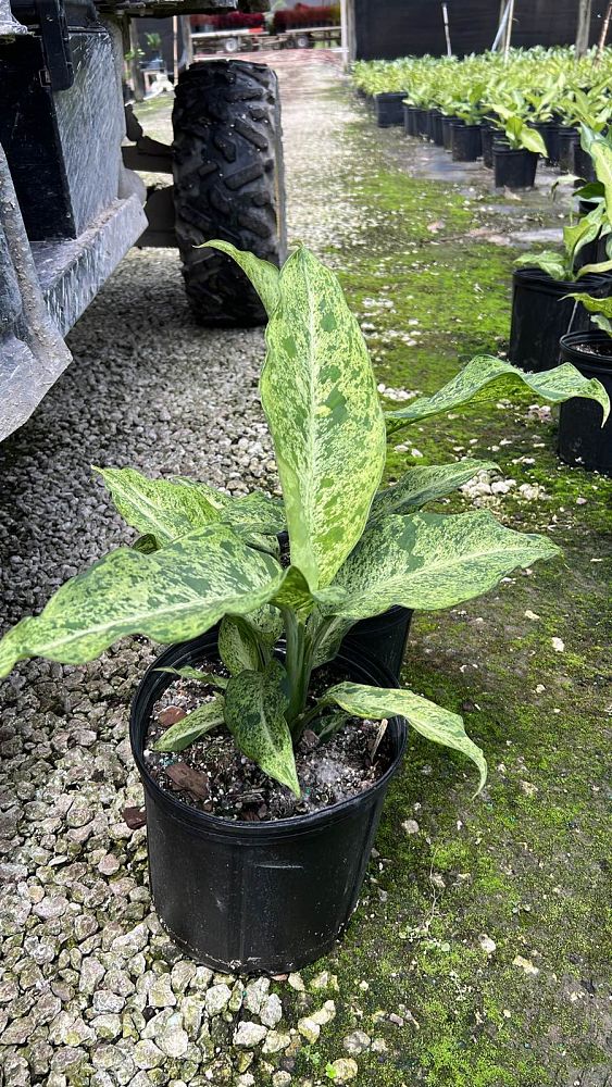 dieffenbachia-maui-dumb-cane-dumbcane