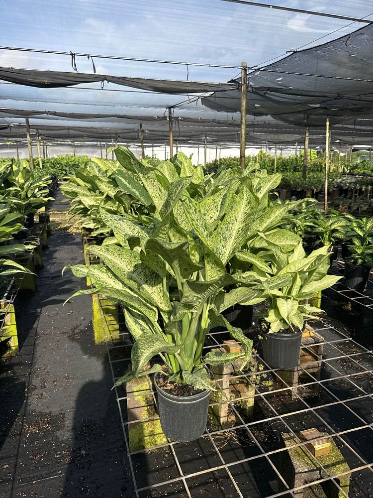 dieffenbachia-maui-dumb-cane-dumbcane
