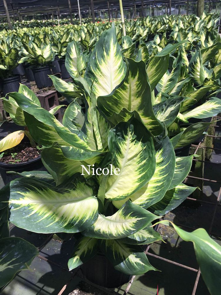 dieffenbachia-nicole-dumbcane