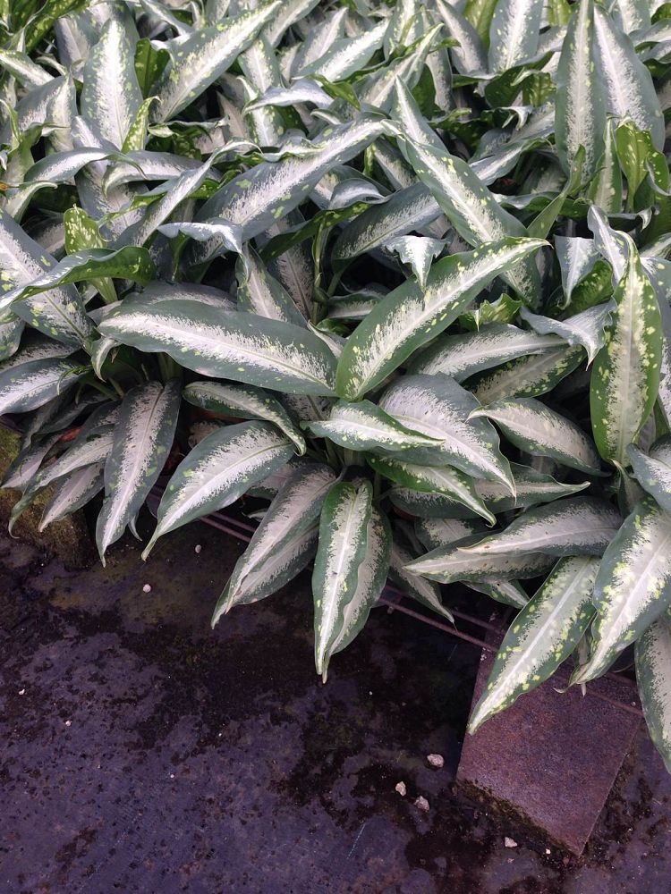 dieffenbachia-panther-dumbcane