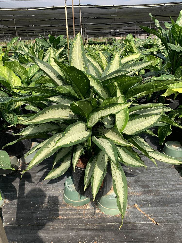 dieffenbachia-panther-dumbcane