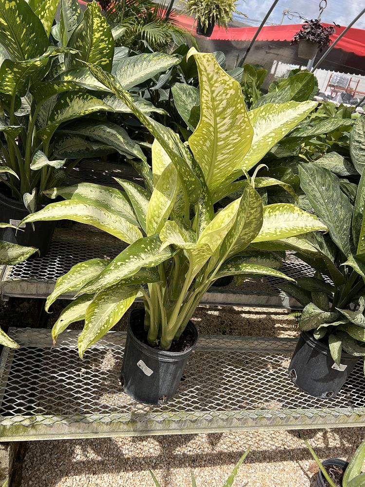 dieffenbachia-panther-dumbcane