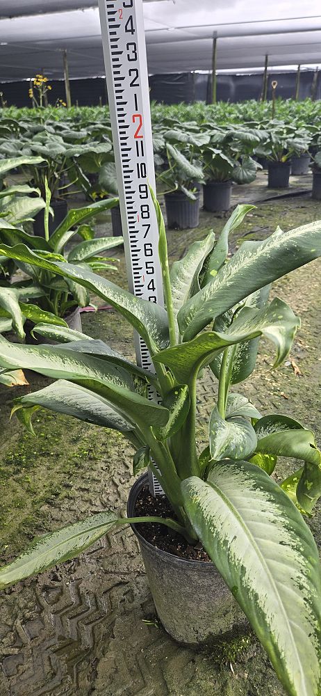 dieffenbachia-panther-dumbcane