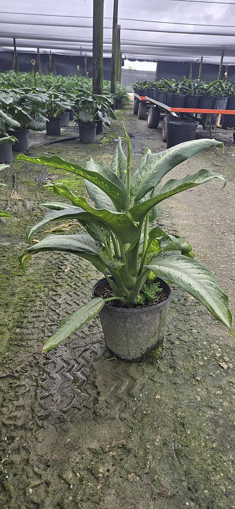 dieffenbachia-panther-dumbcane