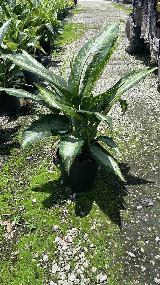 dieffenbachia-panther-dumbcane