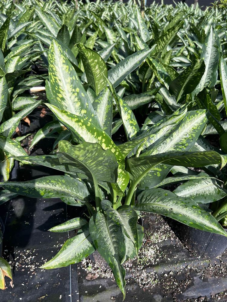 dieffenbachia-panther-dumbcane