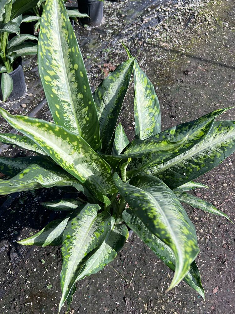 dieffenbachia-panther-dumbcane