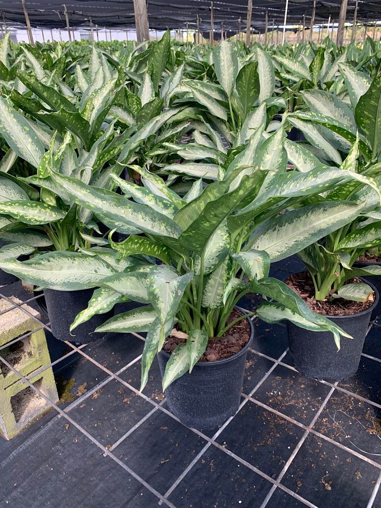 dieffenbachia-panther-dumbcane