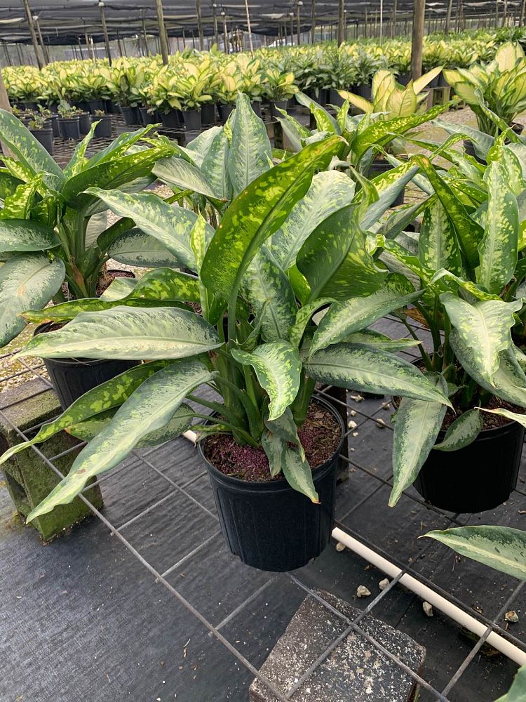 dieffenbachia-panther-dumbcane
