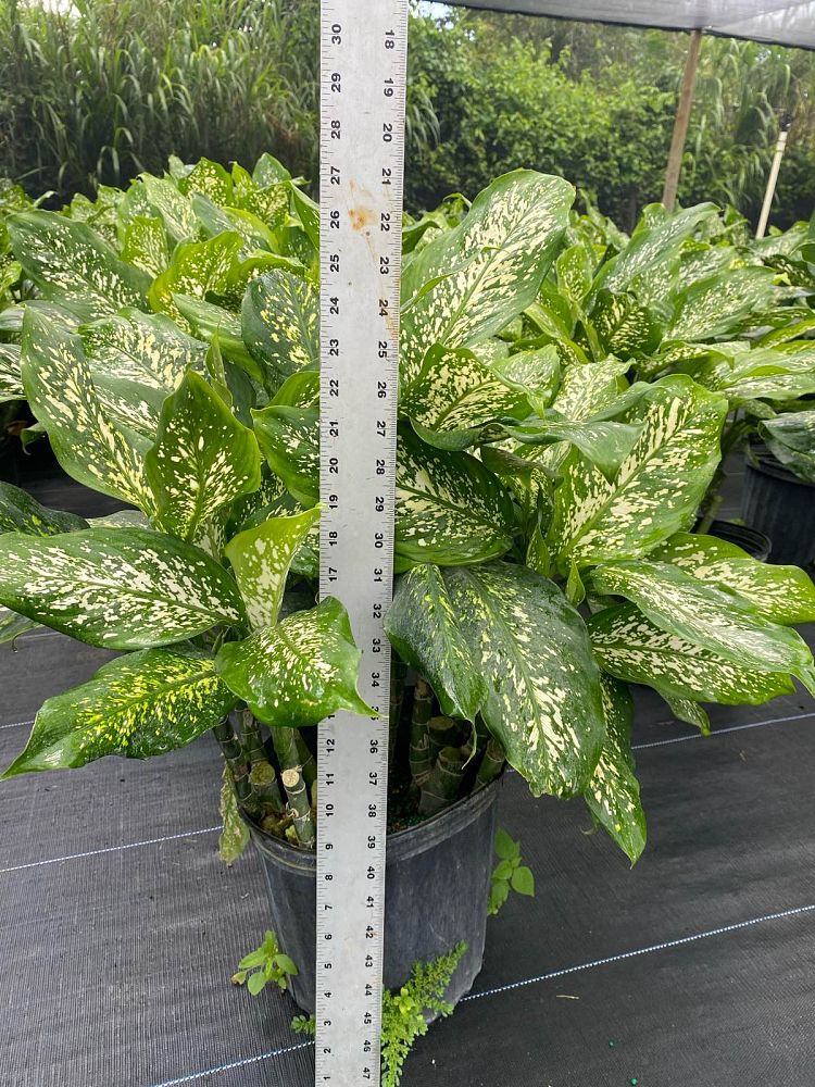 dieffenbachia-panther-dumbcane