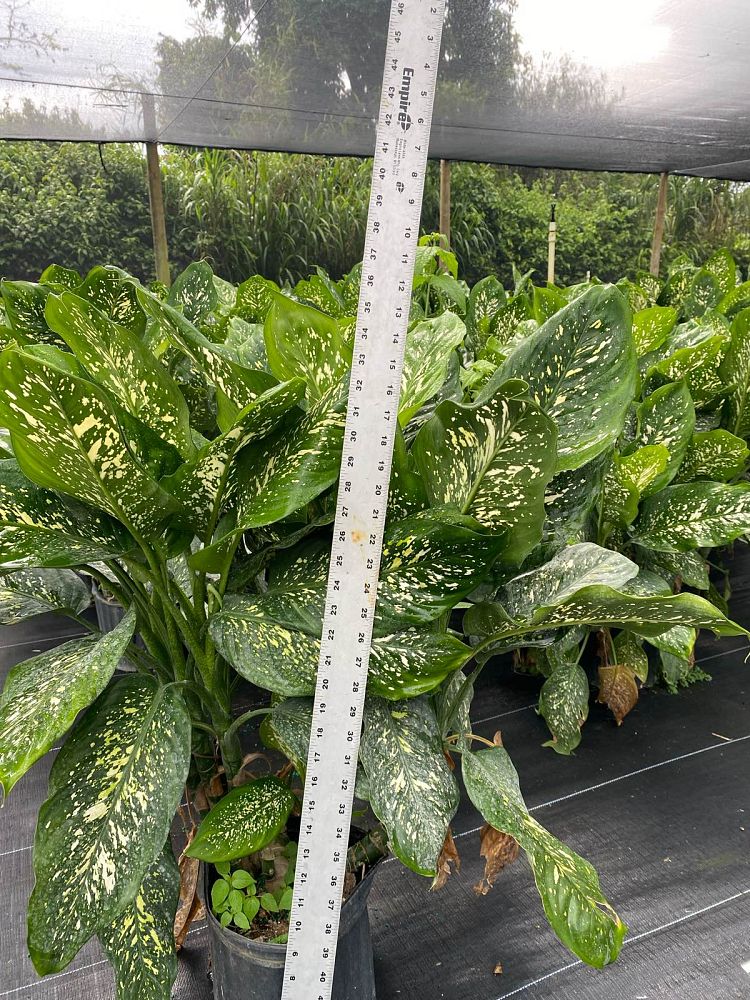dieffenbachia-panther-dumbcane