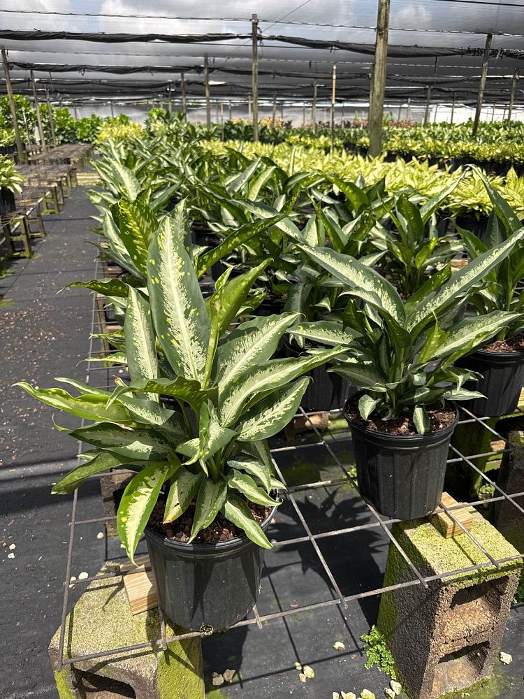 dieffenbachia-panther-dumbcane
