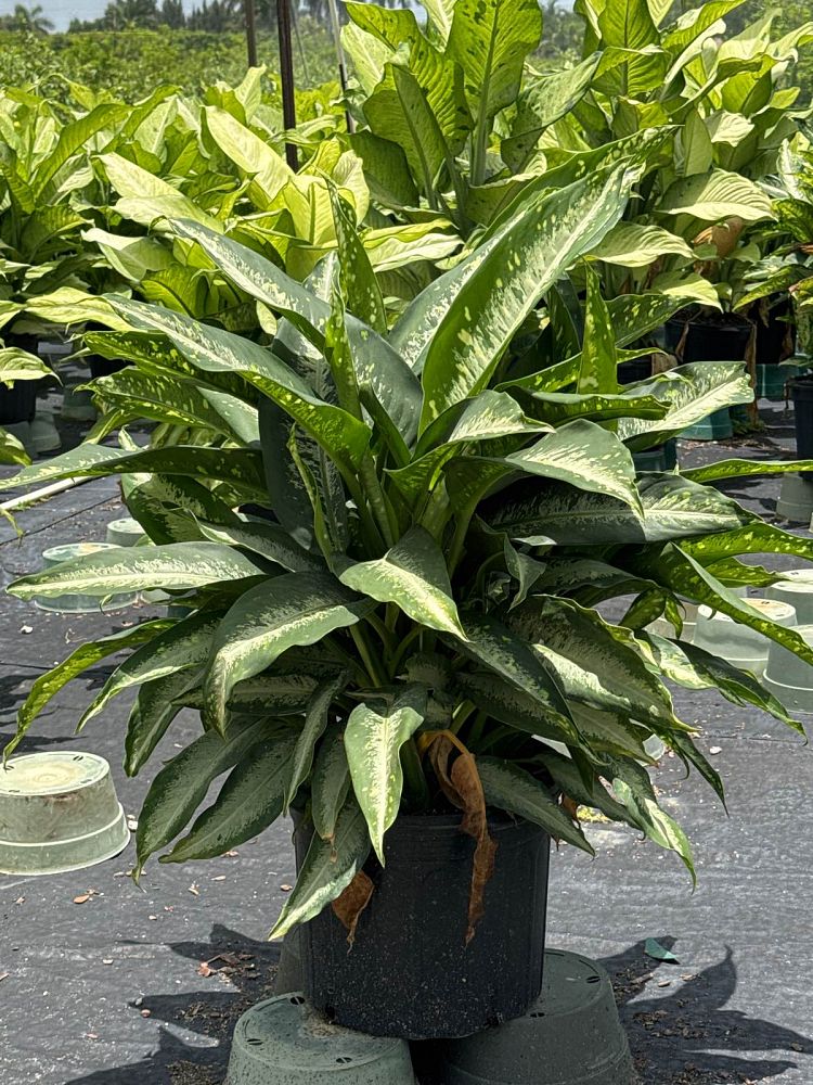 dieffenbachia-panther-dumbcane