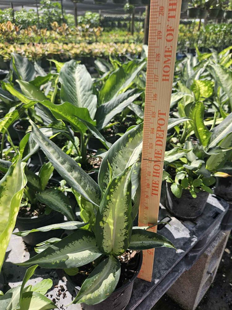 dieffenbachia-panther-dumbcane