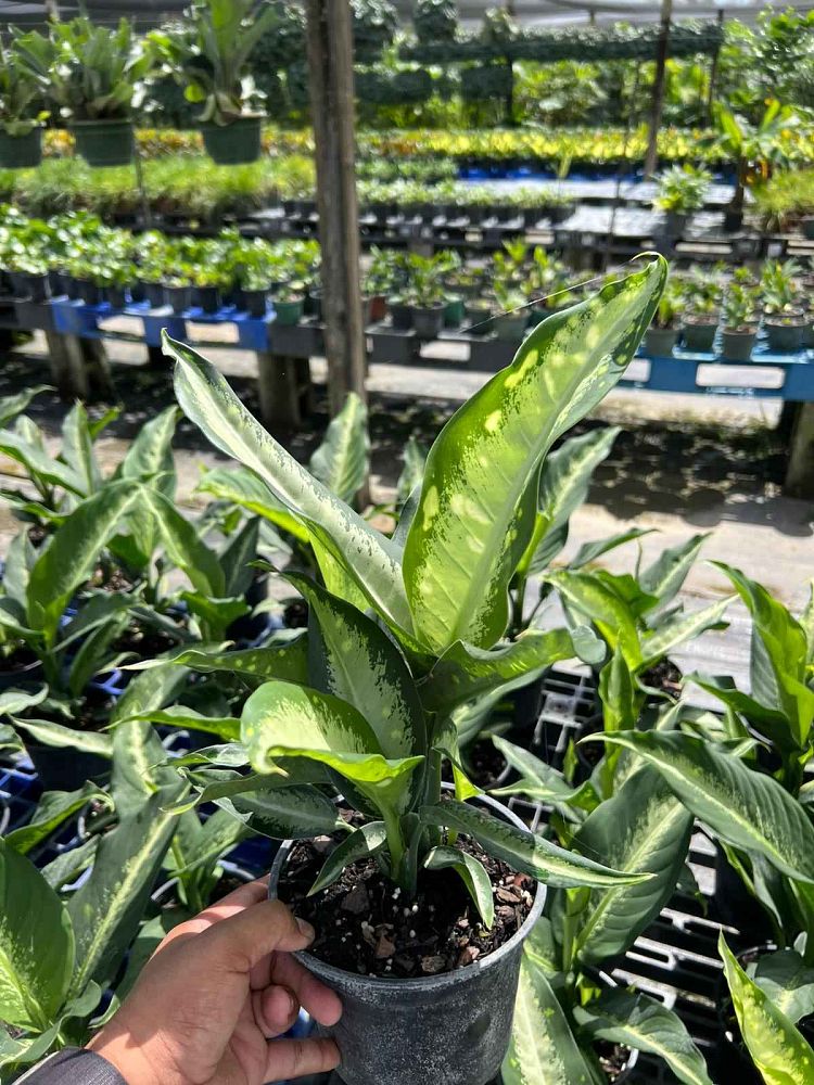 dieffenbachia-panther-dumbcane
