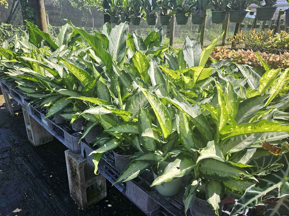 dieffenbachia-panther-dumbcane