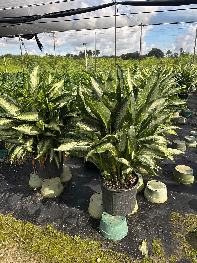 dieffenbachia-panther-dumbcane