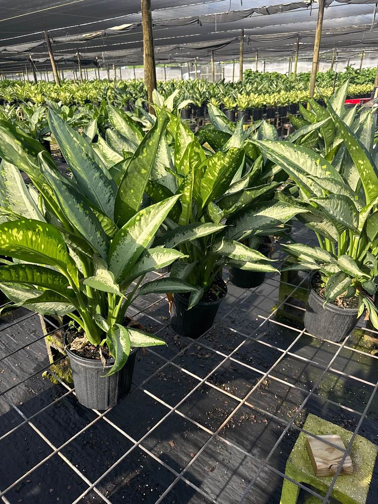 dieffenbachia-panther-dumbcane