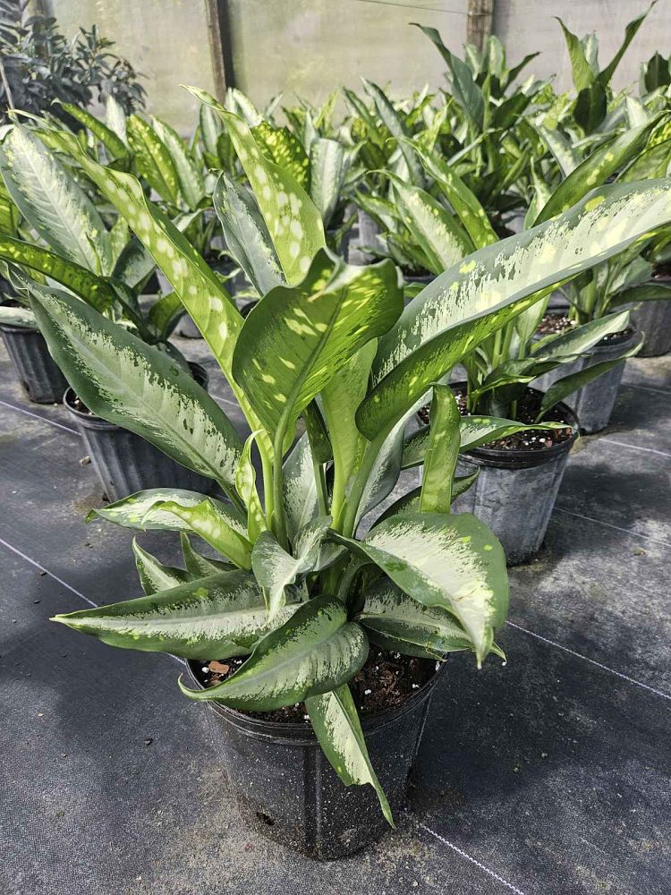 dieffenbachia-panther-dumbcane