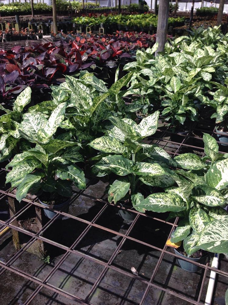 dieffenbachia-parachute-dumbcane