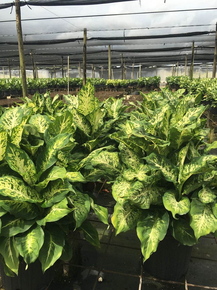 dieffenbachia-parachute-dumbcane