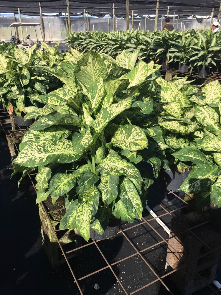 dieffenbachia-parachute-dumbcane