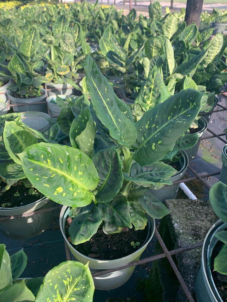 dieffenbachia-reflector-dumbcane