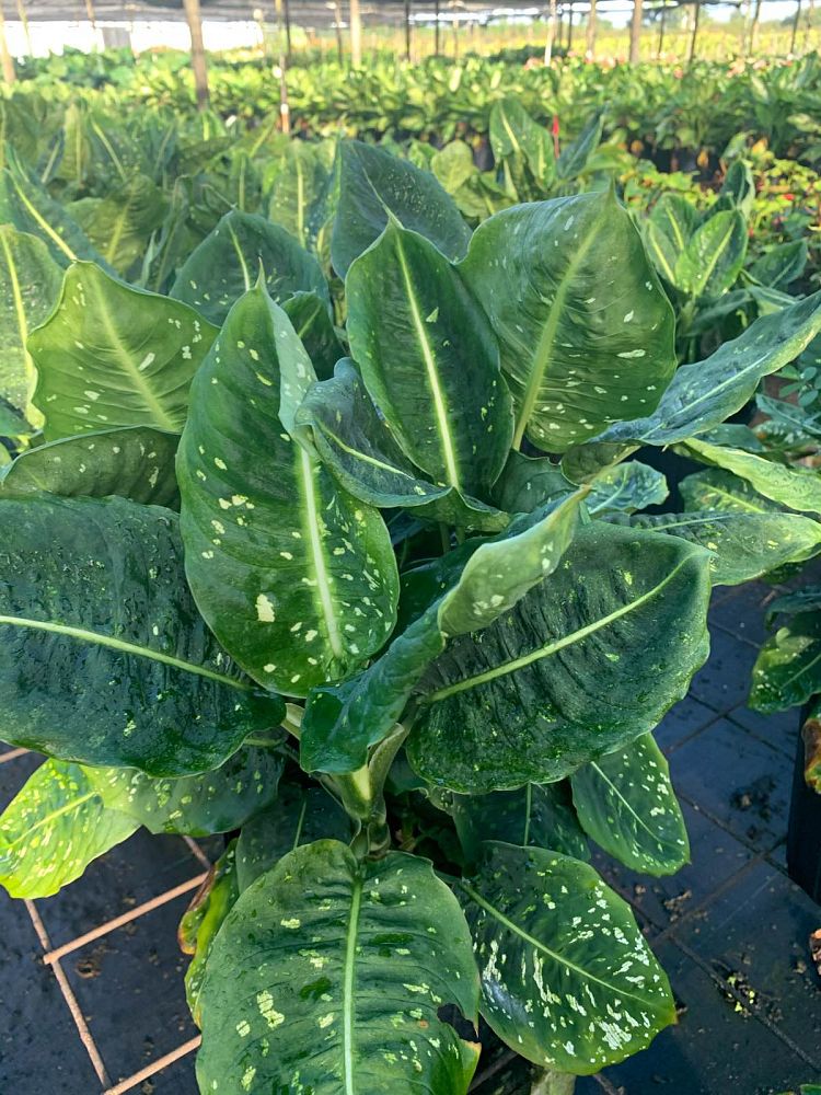 dieffenbachia-reflector-dumbcane