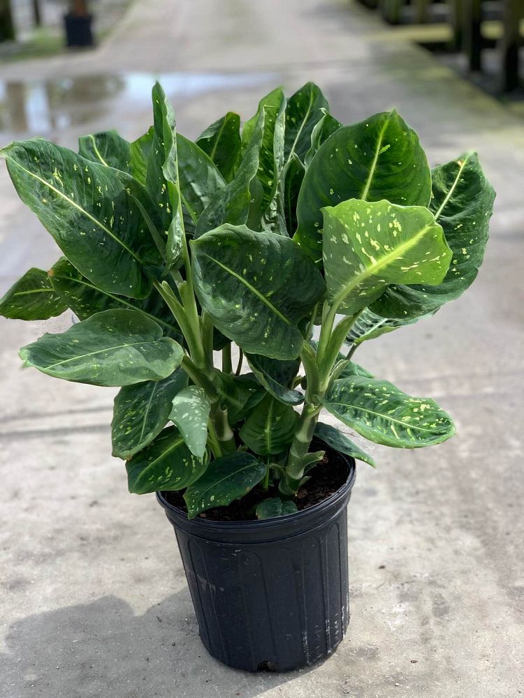 dieffenbachia-reflector-dumbcane