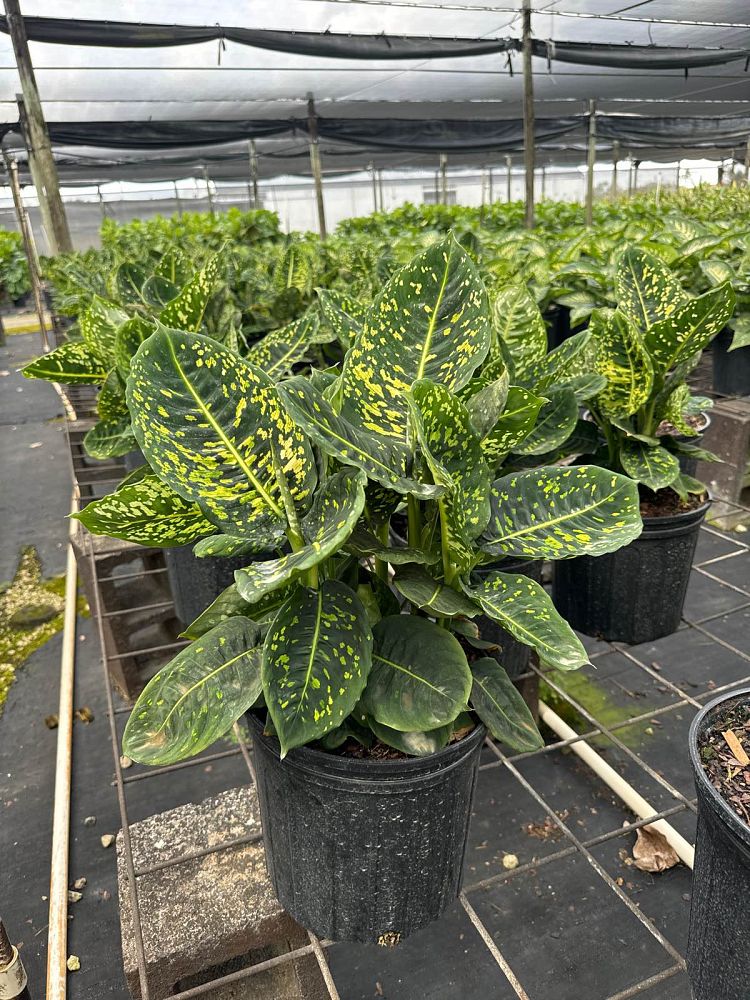 dieffenbachia-reflector-dumbcane