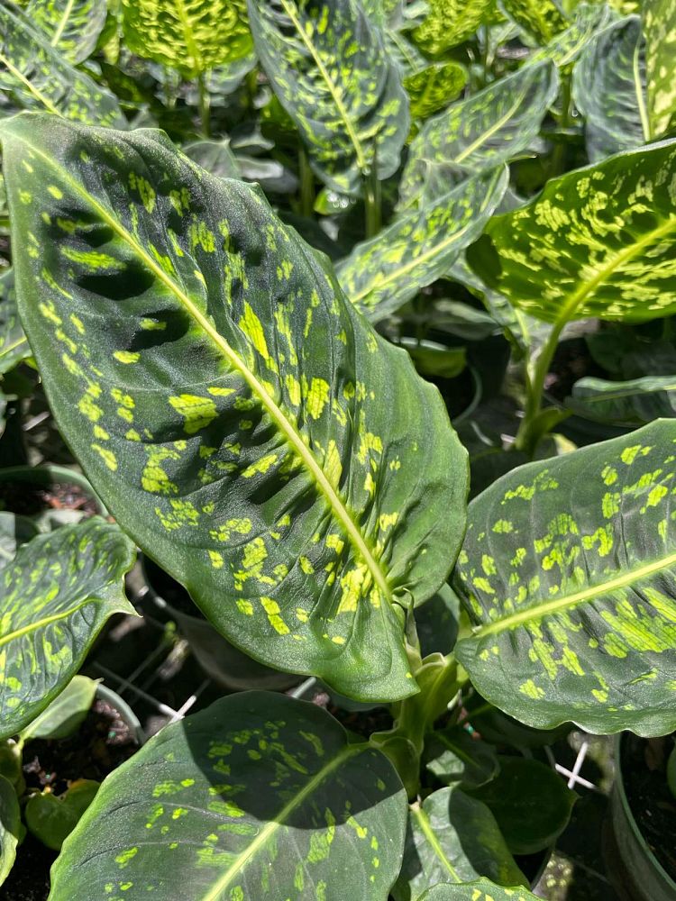 dieffenbachia-reflector-dumbcane