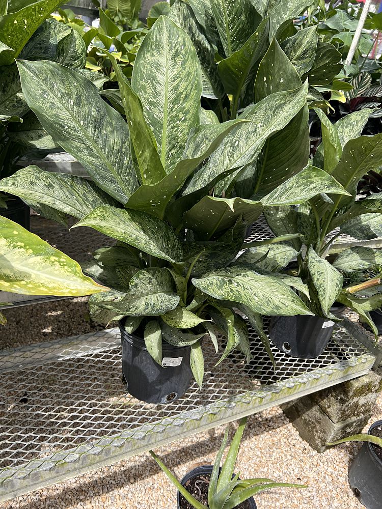 dieffenbachia-snow-flake-dumbcane