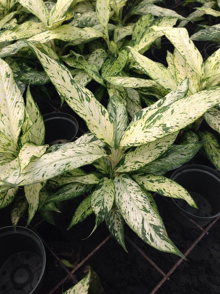 dieffenbachia-star-bright-dumbcane