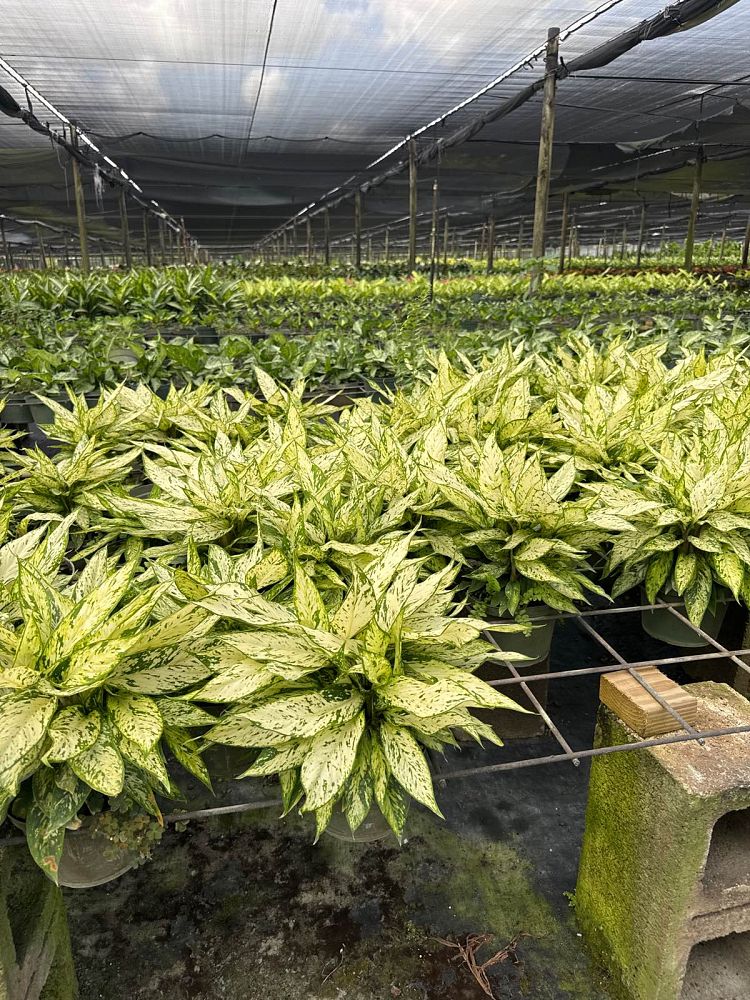 dieffenbachia-star-bright-dumbcane